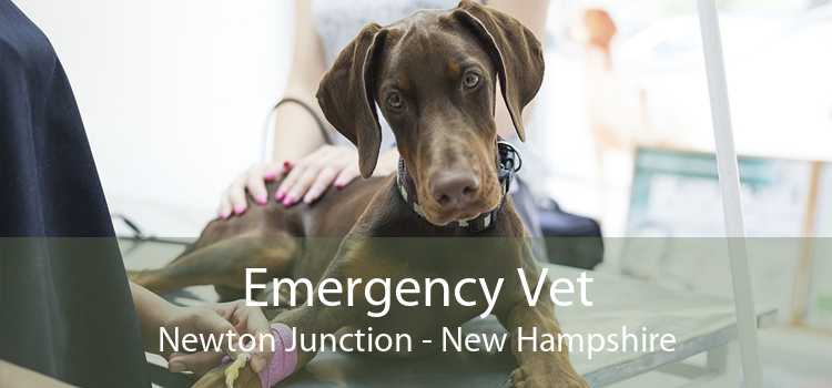 Emergency Vet Newton Junction - New Hampshire