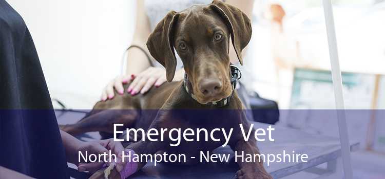 Emergency Vet North Hampton - New Hampshire