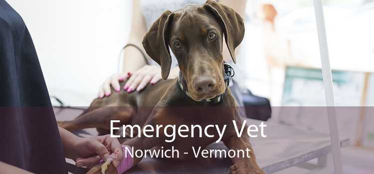 Emergency Vet Norwich - Vermont