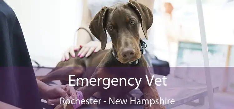 Emergency Vet Rochester - New Hampshire