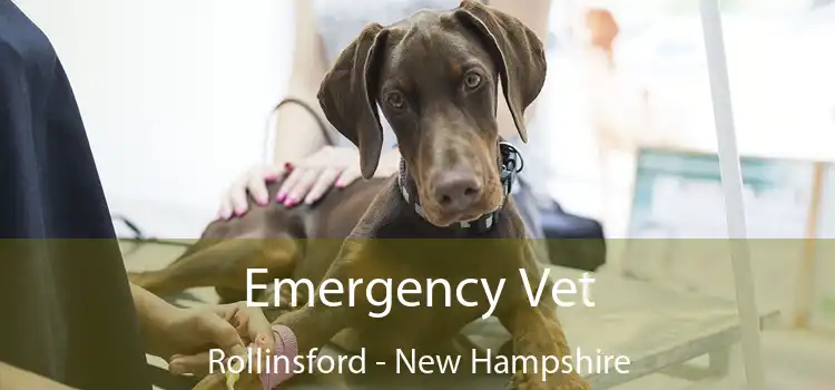 Emergency Vet Rollinsford - New Hampshire