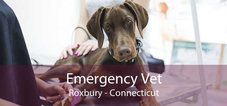Emergency Vet Roxbury - Connecticut