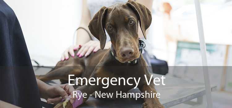 Emergency Vet Rye - New Hampshire