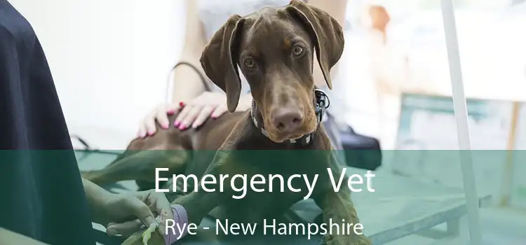 Emergency Vet Rye - New Hampshire