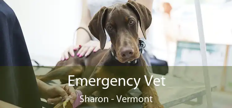 Emergency Vet Sharon - Vermont