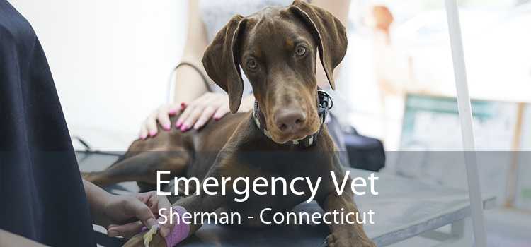 Emergency Vet Sherman - Connecticut