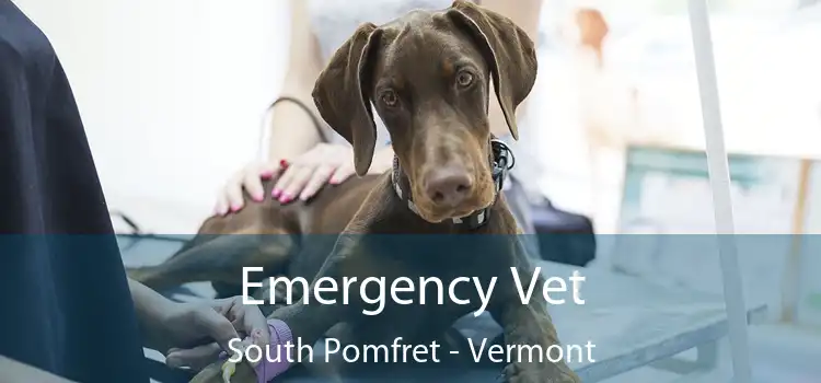 Emergency Vet South Pomfret - Vermont