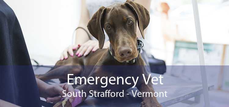 Emergency Vet South Strafford - Vermont