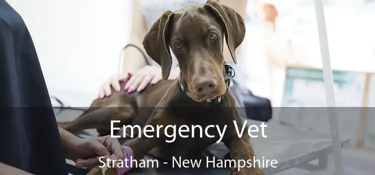 Emergency Vet Stratham - New Hampshire