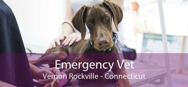 Emergency Vet Vernon Rockville - Connecticut