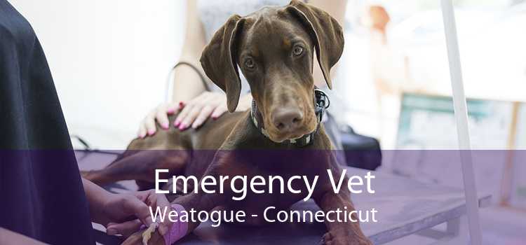 Emergency Vet Weatogue - Connecticut