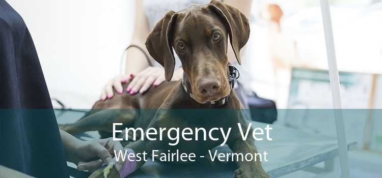 Emergency Vet West Fairlee - Vermont