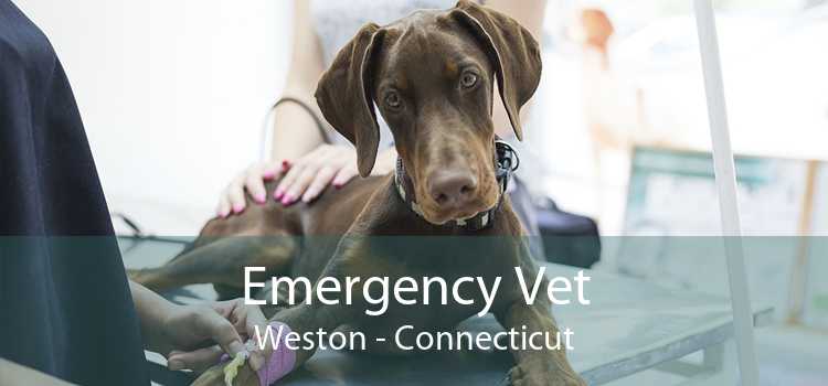 Emergency Vet Weston - Connecticut