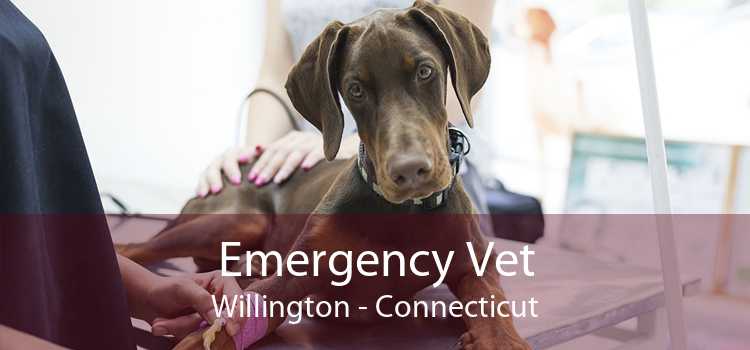 Emergency Vet Willington - Connecticut