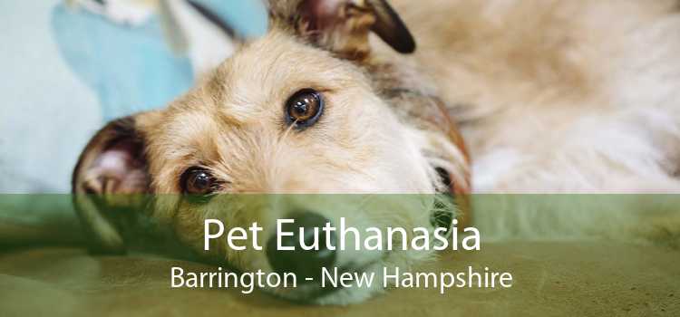 Pet Euthanasia Barrington - New Hampshire