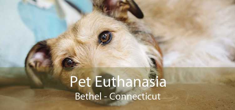 Pet Euthanasia Bethel - Connecticut