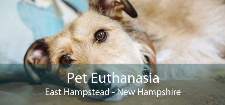 Pet Euthanasia East Hampstead - New Hampshire