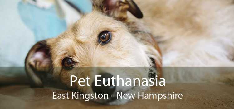Pet Euthanasia East Kingston - New Hampshire