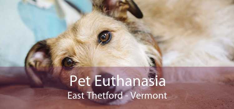 Pet Euthanasia East Thetford - Vermont