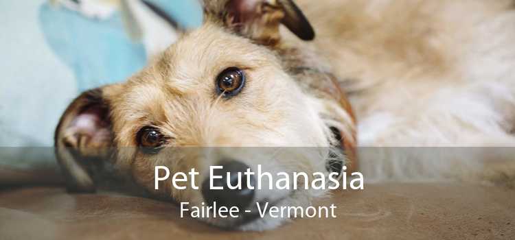 Pet Euthanasia Fairlee - Vermont