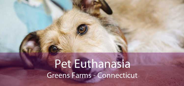 Pet Euthanasia Greens Farms - Connecticut