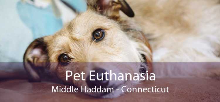 Pet Euthanasia Middle Haddam - Connecticut