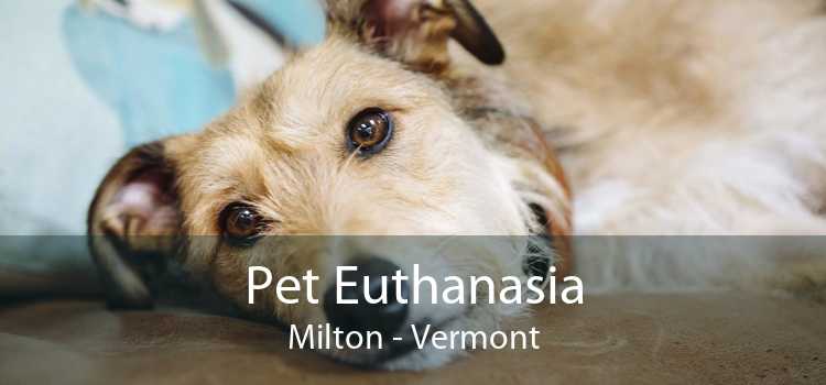Pet Euthanasia Milton - Vermont