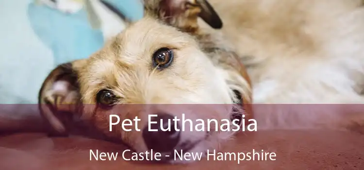 Pet Euthanasia New Castle - New Hampshire