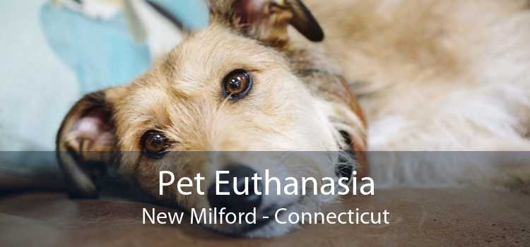 Pet Euthanasia New Milford - Connecticut