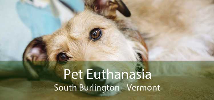 Pet Euthanasia South Burlington - Vermont