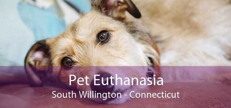 Pet Euthanasia South Willington - Connecticut