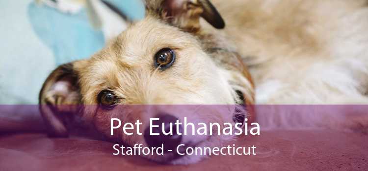 Pet Euthanasia Stafford - Connecticut