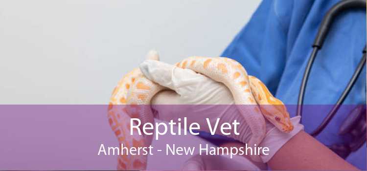 Reptile Vet Amherst - New Hampshire