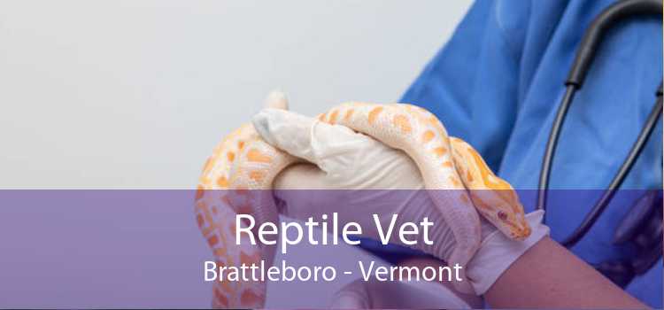 Reptile Vet Brattleboro - Vermont