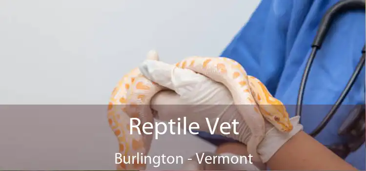 Reptile Vet Burlington - Vermont