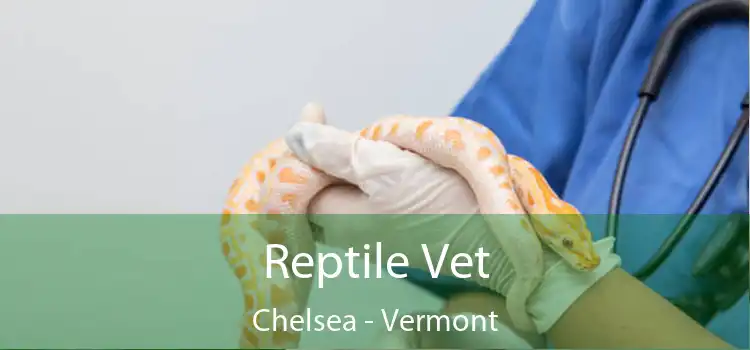 Reptile Vet Chelsea - Vermont