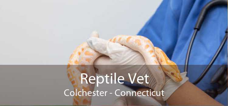 Reptile Vet Colchester - Connecticut