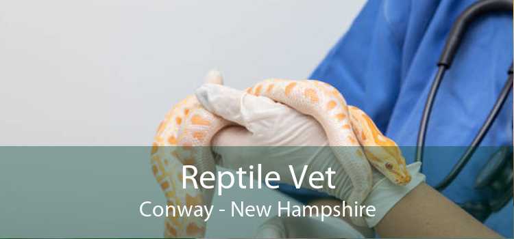 Reptile Vet Conway - New Hampshire