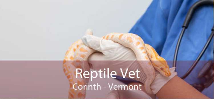 Reptile Vet Corinth - Vermont