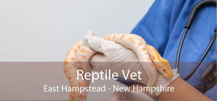 Reptile Vet East Hampstead - New Hampshire