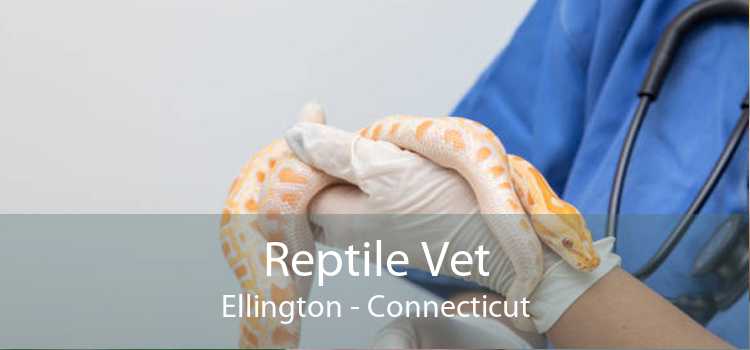 Reptile Vet Ellington - Connecticut
