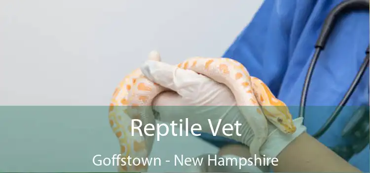 Reptile Vet Goffstown - New Hampshire