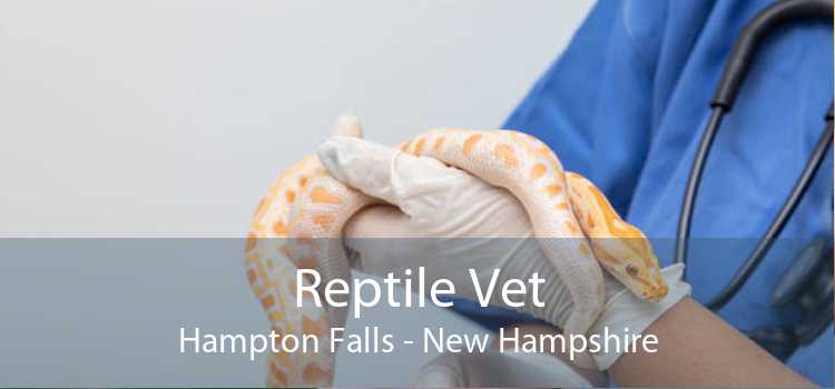 Reptile Vet Hampton Falls - New Hampshire
