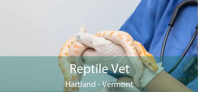 Reptile Vet Hartland - Vermont