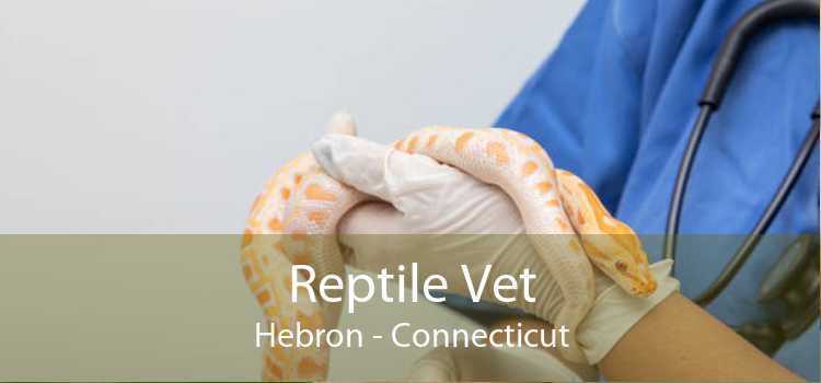 Reptile Vet Hebron - Connecticut