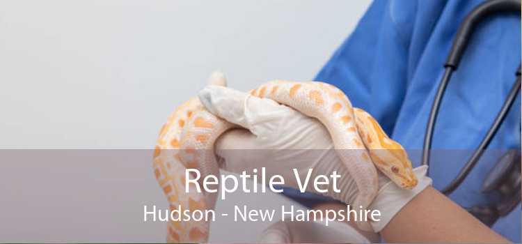 Reptile Vet Hudson - New Hampshire