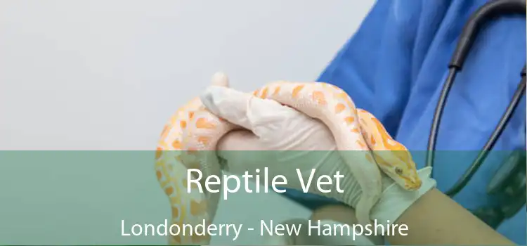 Reptile Vet Londonderry - New Hampshire