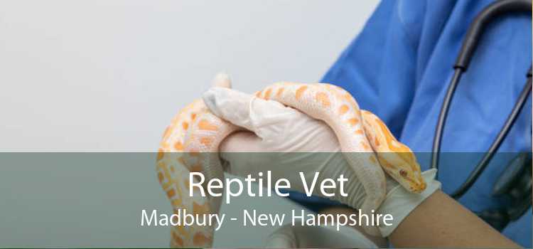 Reptile Vet Madbury - New Hampshire