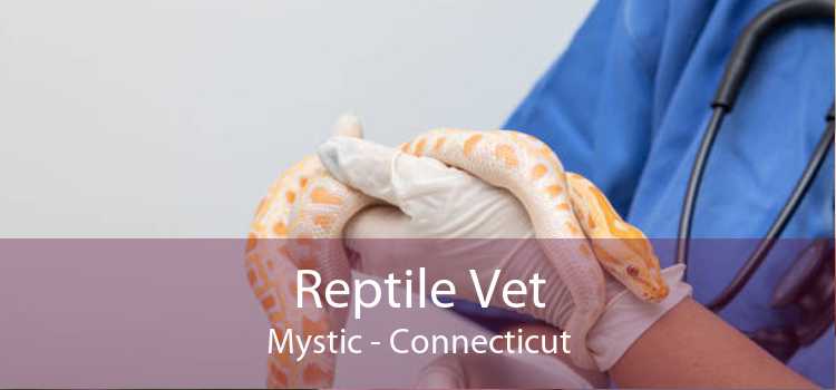 Reptile Vet Mystic - Connecticut