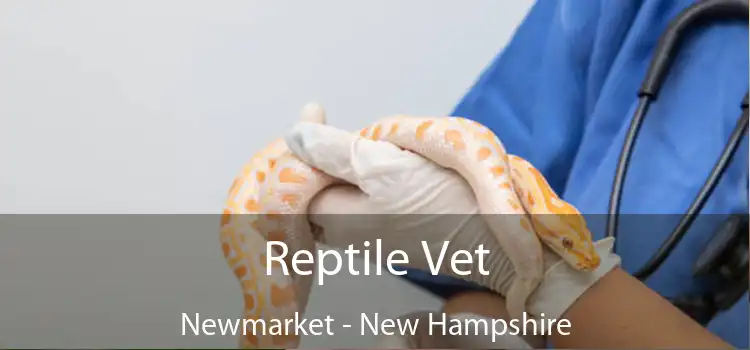 Reptile Vet Newmarket - New Hampshire